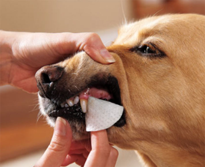 المناديل المبللة المخصصة لتنظيف أسنان الكلاب