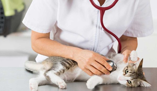 مرض الديدان القلبية في القطط