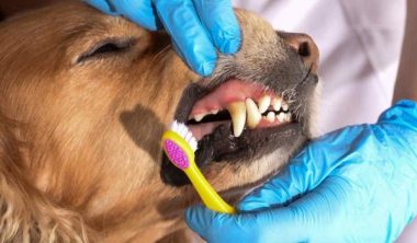 العناية بأسنان الكلاب