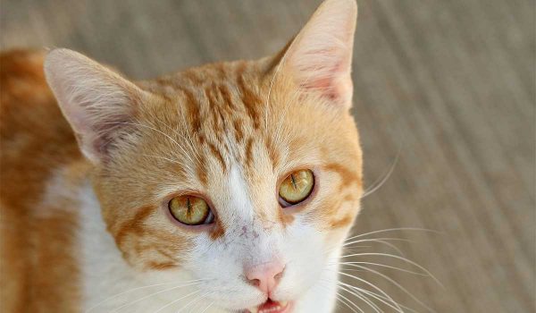 أسباب احمرار العيون عند القطط