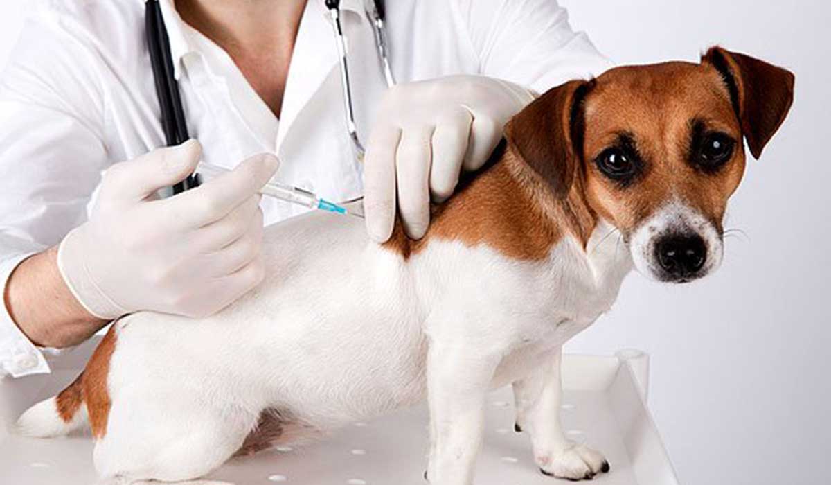 أهم تطعيمات الكلاب الأساسية
