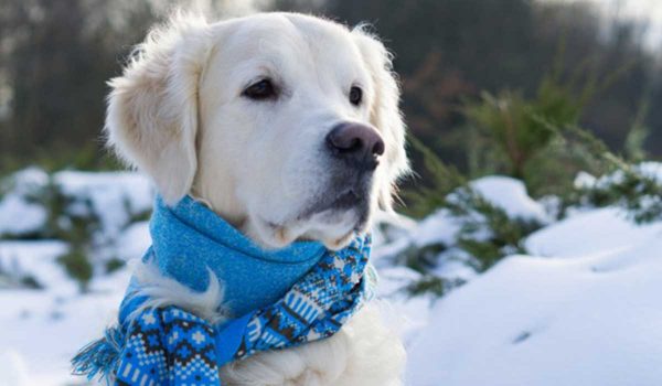الحفاظ على صحة الكلب قبل الشتاء