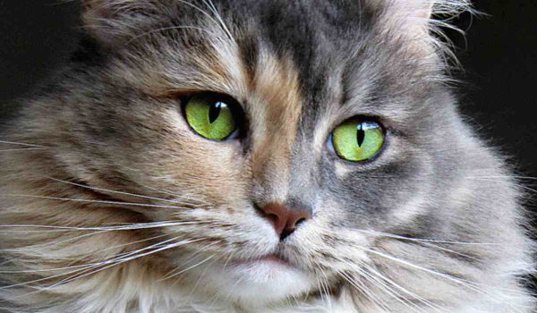 امراض العيون عند القطط