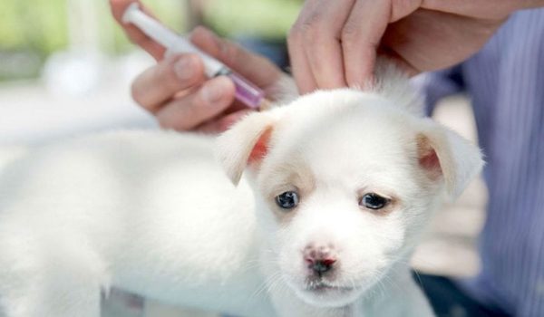تطعيمات الكلاب الأساسية