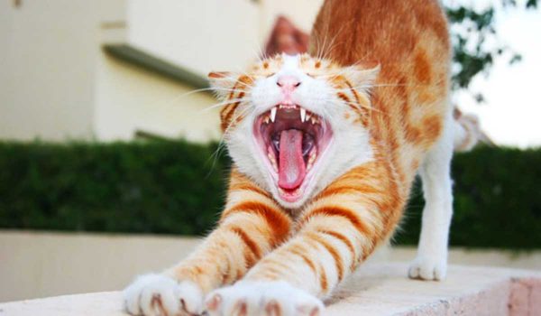خطوات لتجنب مشاكل أسنان القطط