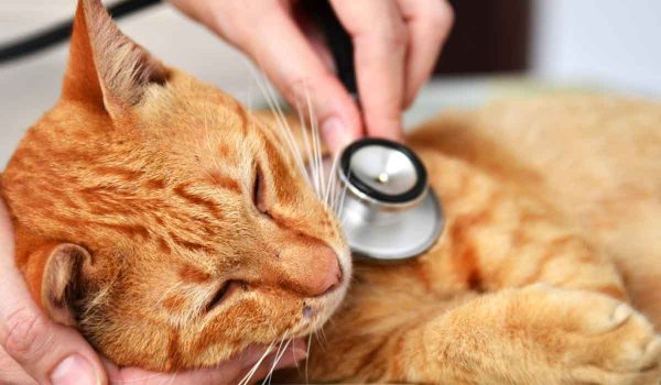 سرطان الغدد الليمفاوية في القطط