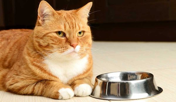 علاج أمراض القطط عن طريق تغيير الطعام