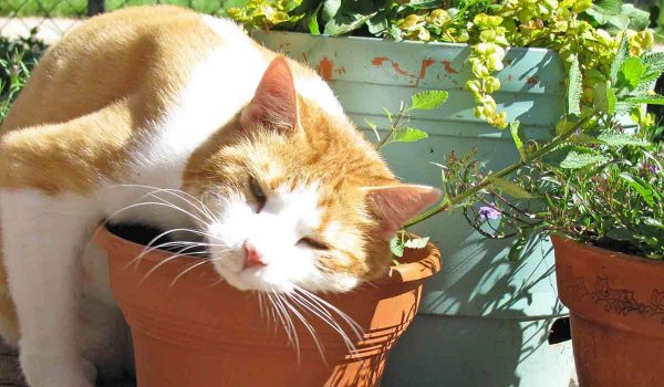 علاج القطط بالاعشاب