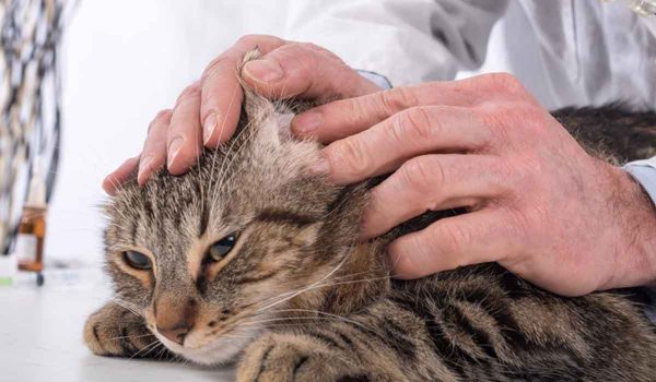 علاج جرب الأذن في القطط