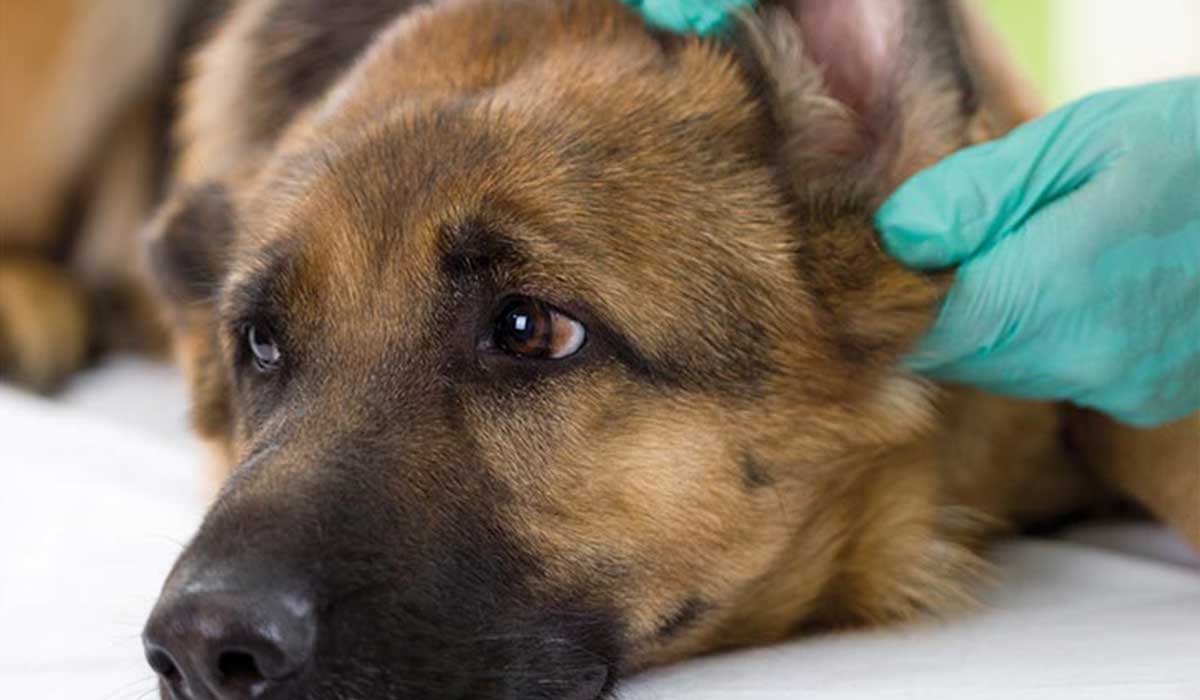 علاج عدوى الأذن في الكلاب