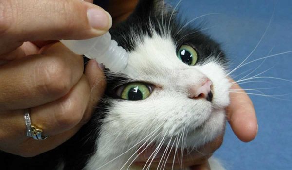 علاج عدوى العين عند القطط