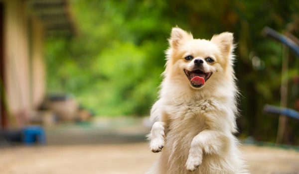 علامات السعادة في الكلاب