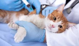 جدول تطعيمات القطط