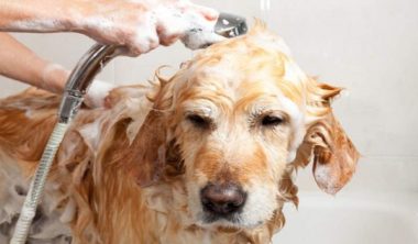 هل يصلح الصابون العادي بديل شامبو استحمام الكلاب