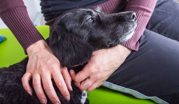 علاج آلام الظهر عند الكلاب