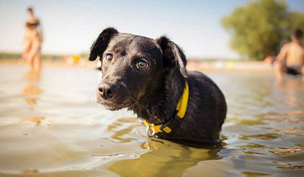 أمراض تنتقل إلى الكلاب عن طريق المياه