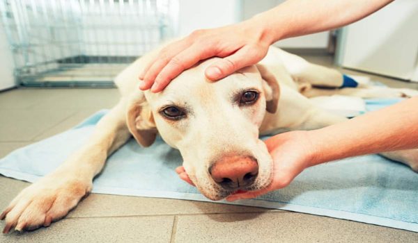 التهاب المرارة والقناة الصفراء في الكلاب