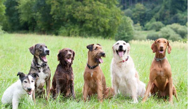 سلالات في الكلاب عرضة للإصابة بالسرطان