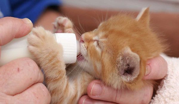 طريقة إطعام القطط حديثة الولادة في حالة عدم وجود الأم صحة الحيوانات الأليفة