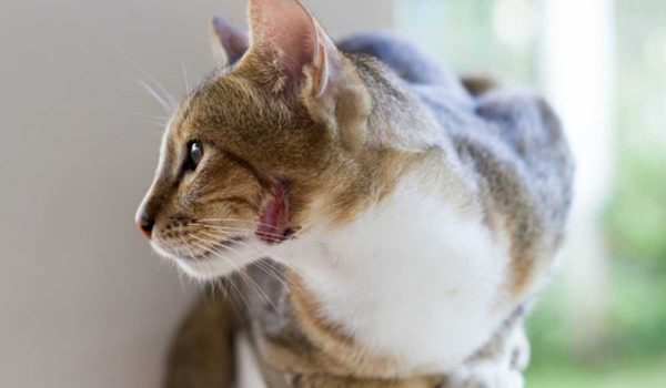 علاج فطريات القطط وأنواع الفطريات في قطتك بالتفصيل صحة الحيوانات الأليفة