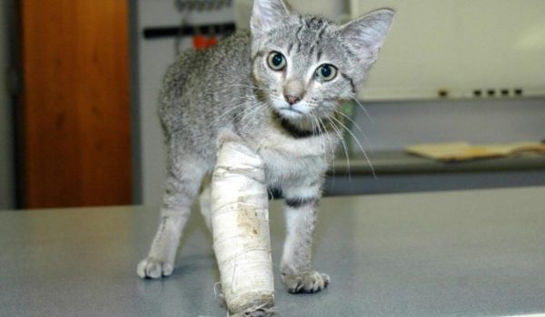 علاج كسور العظام في القطط