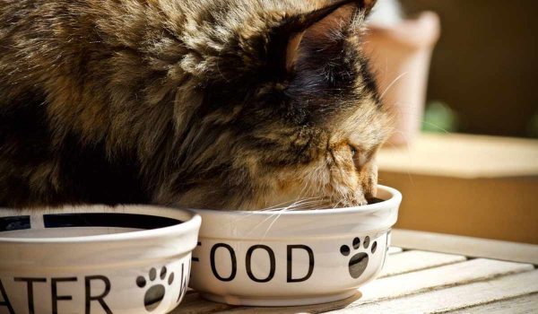 لا تختار اكل قطط رخيص كيف تختار الطعام المناسب لقطتك صحة الحيوانات الأليفة