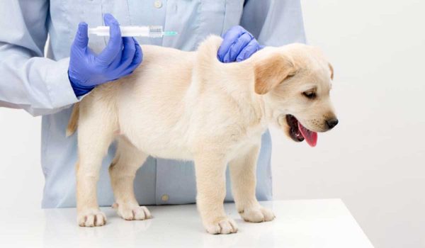 معلومات يجب أن تعرفها قبل تطعيم الكلاب