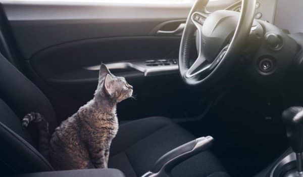 نصائح عند السفر مع القطط بالسيارة