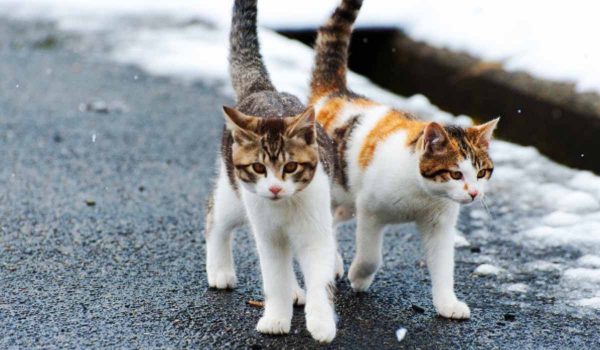 نصائح في مساعدة قطط الشارع في فصل الصيف