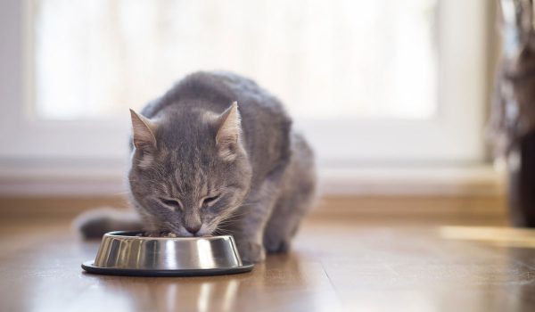 أهمية البروتين في طعام القطط