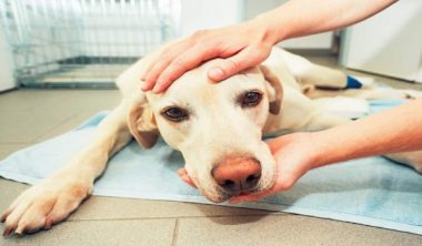 التهاب المرارة والقناة الصفراء في الكلاب
