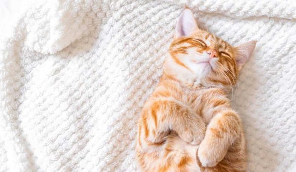 حقائق طريفة تتعلق بعادات نوم القطط
