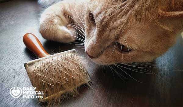 طرق علاج تساقط شعر القطط