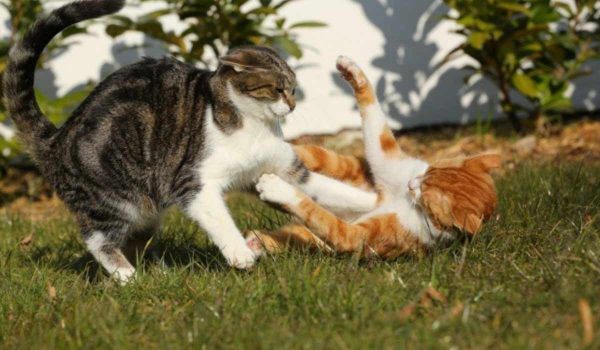 طريقة فض عراك القطط بين بعضها البعض