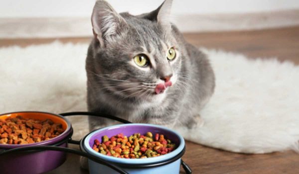 طعام القطط أثناء الحمل