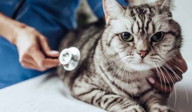 علاج حساسية القطط
