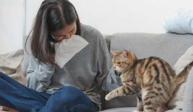 علاج رش البول عند القطط الذكور