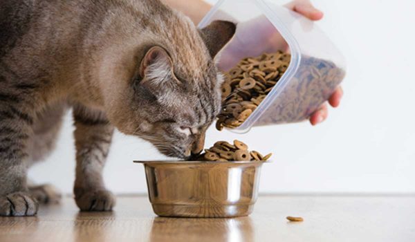 فوائد الدراي فود في طعام القطط