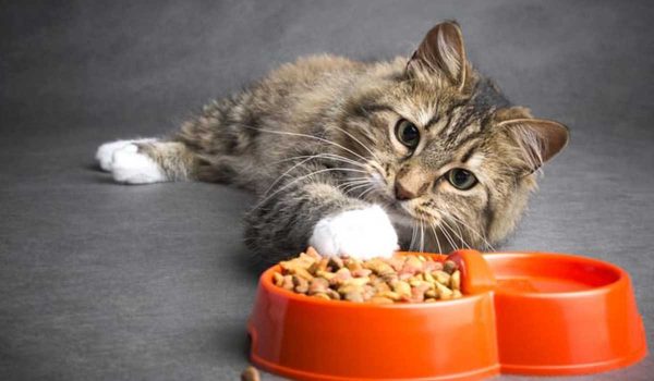 فوائد و أضرار الدراي فود في طعام القطط