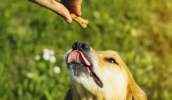 كيفية مكافأة الكلاب عن طريق الطعام