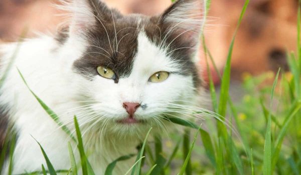 لماذا تأكل القطط العشب