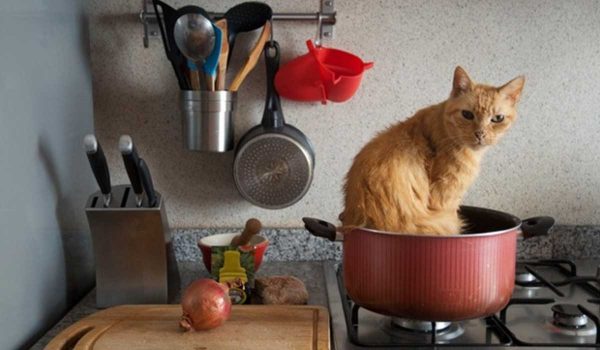 ماذا تأكل القطط من طعام البيت