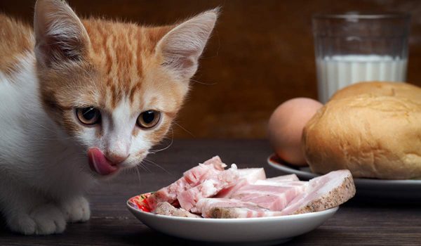 ماذا تأكل القطط