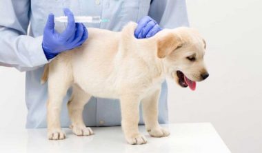 معلومات يجب أن تعرفها قبل تطعيم الكلاب