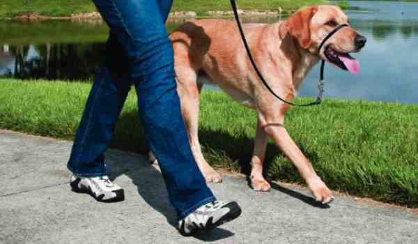 تدريب الكلب على المشي بالسلسلة