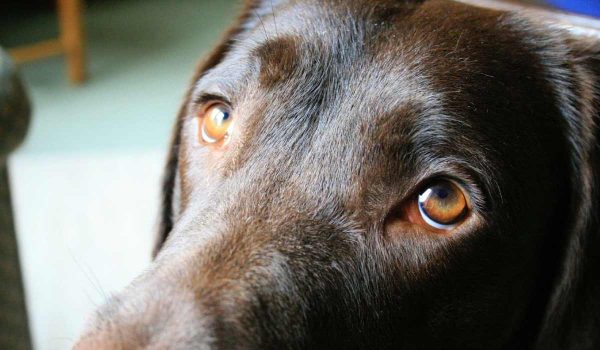 حقائق مذهلة عن عيون الكلاب