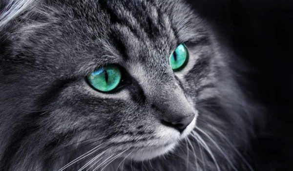 لماذا تلمع عيون القطط ليلا