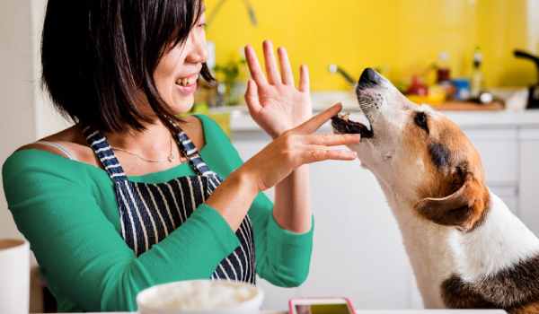 ماذا تأكل الكلاب من طعام البيت
