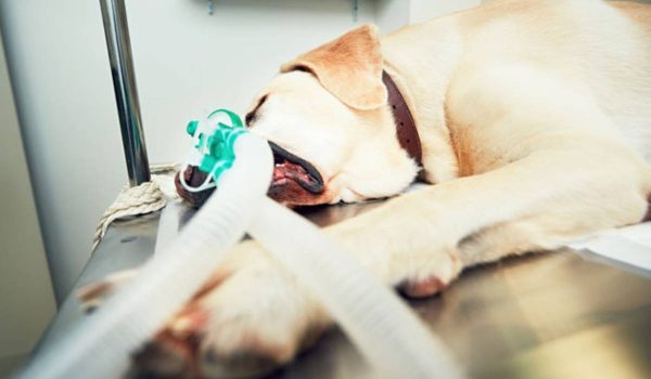 مخاطر تخدير الكلاب في العمليات الجراحية