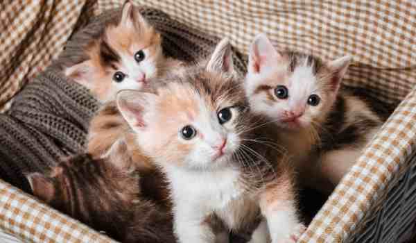 معلومات هامة عن القطط الصغيرة بعد الولادة صحة الحيوانات الأليفة